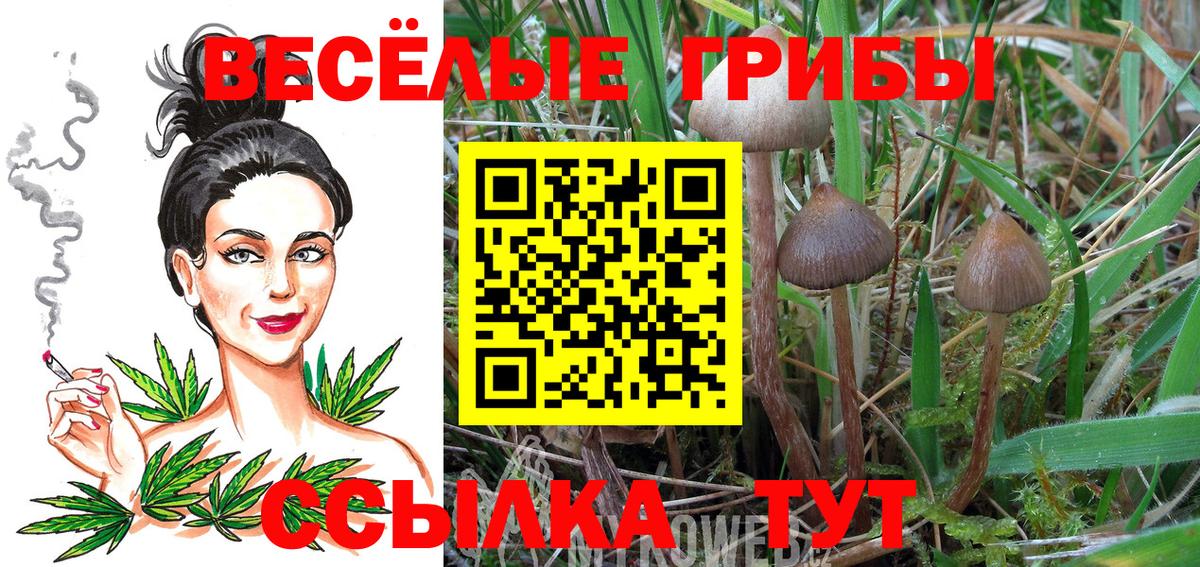 Галлюциногенные грибы Psilocybine cubensis Рыбинск